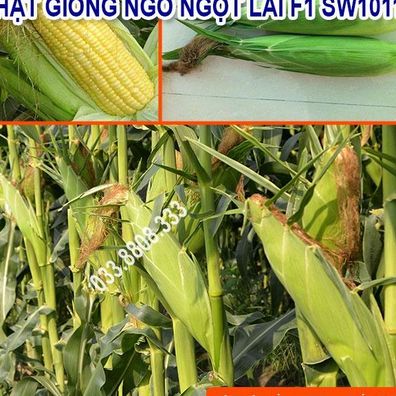 Hạt Giống Ngô Ngọt Việt Thái SW1011
