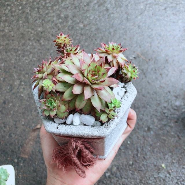 Chậu Phật Bà Đỏ