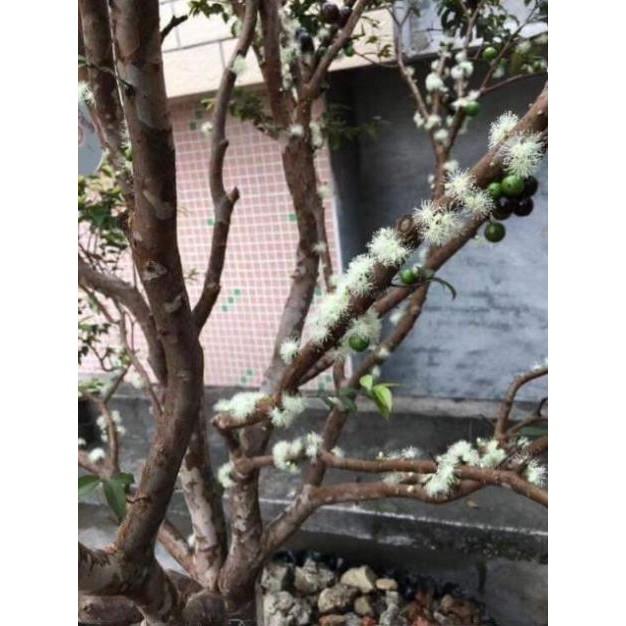 Sản phẩm NHO THÂN GỖ