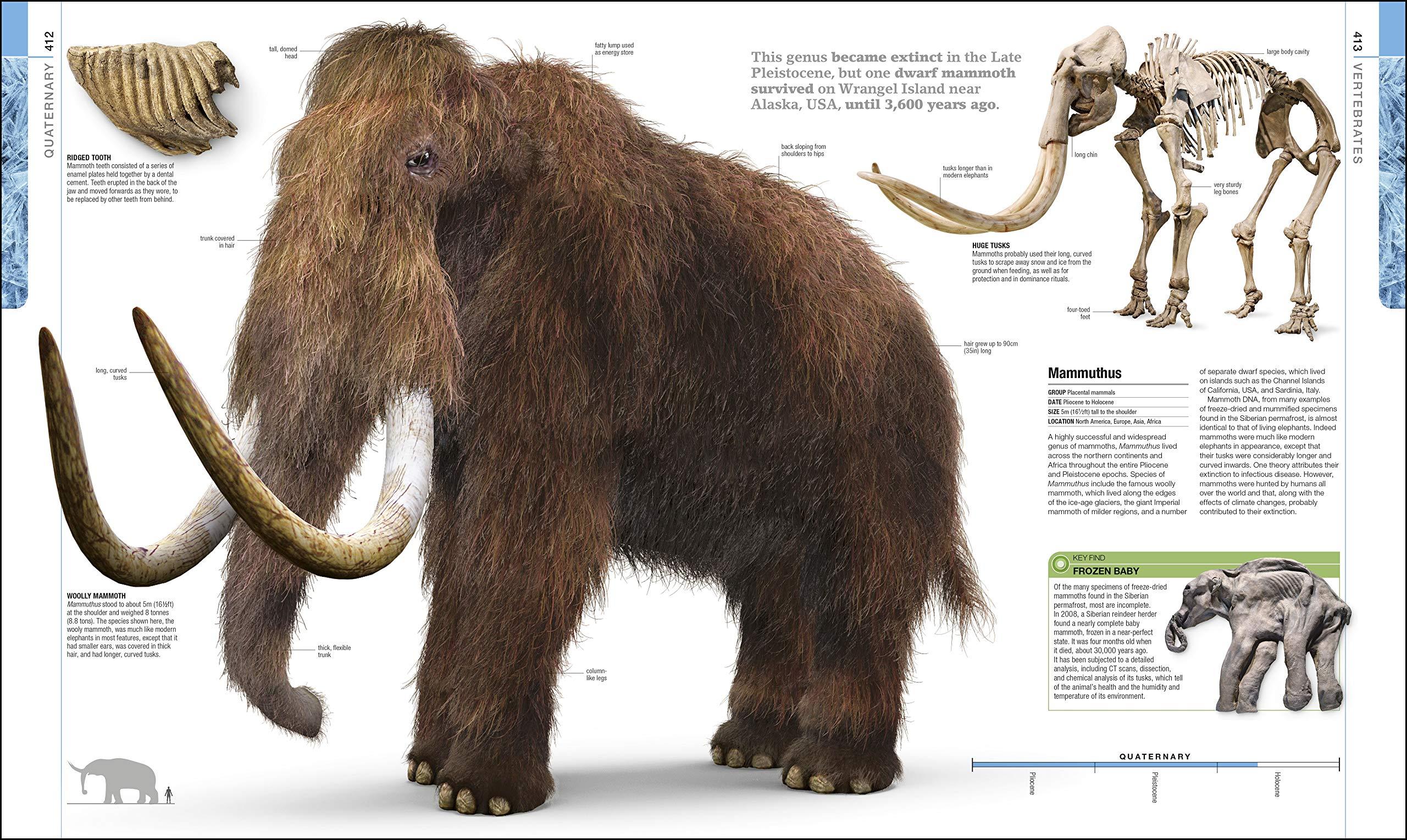 Sách ngoại văn: Dinosaurs And Prehistoric Life - The Definitive Visual Guide To Prehistoric Animals