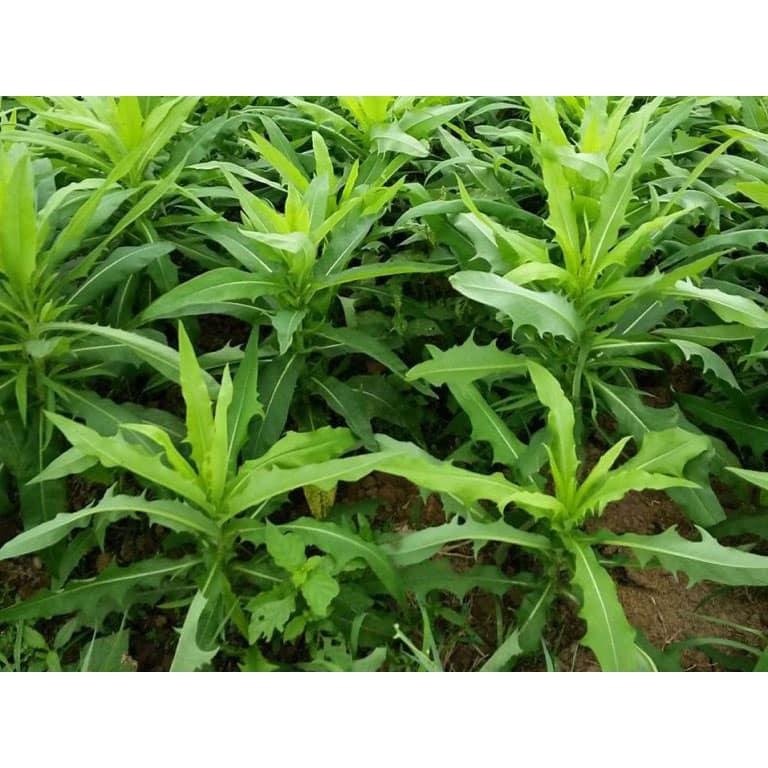 Trà Bồ Công Anh nguyên chất P&K giúp ngủ ngon , date mới, hoả tốc HCM