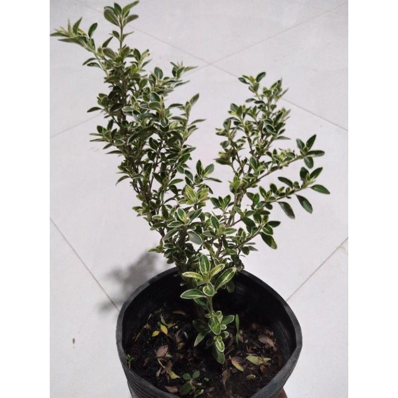 Mai bạch kim-cây giống