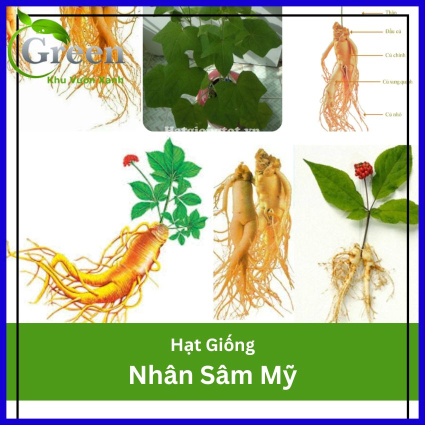Hạt Giống Nhân Sâm Mỹ