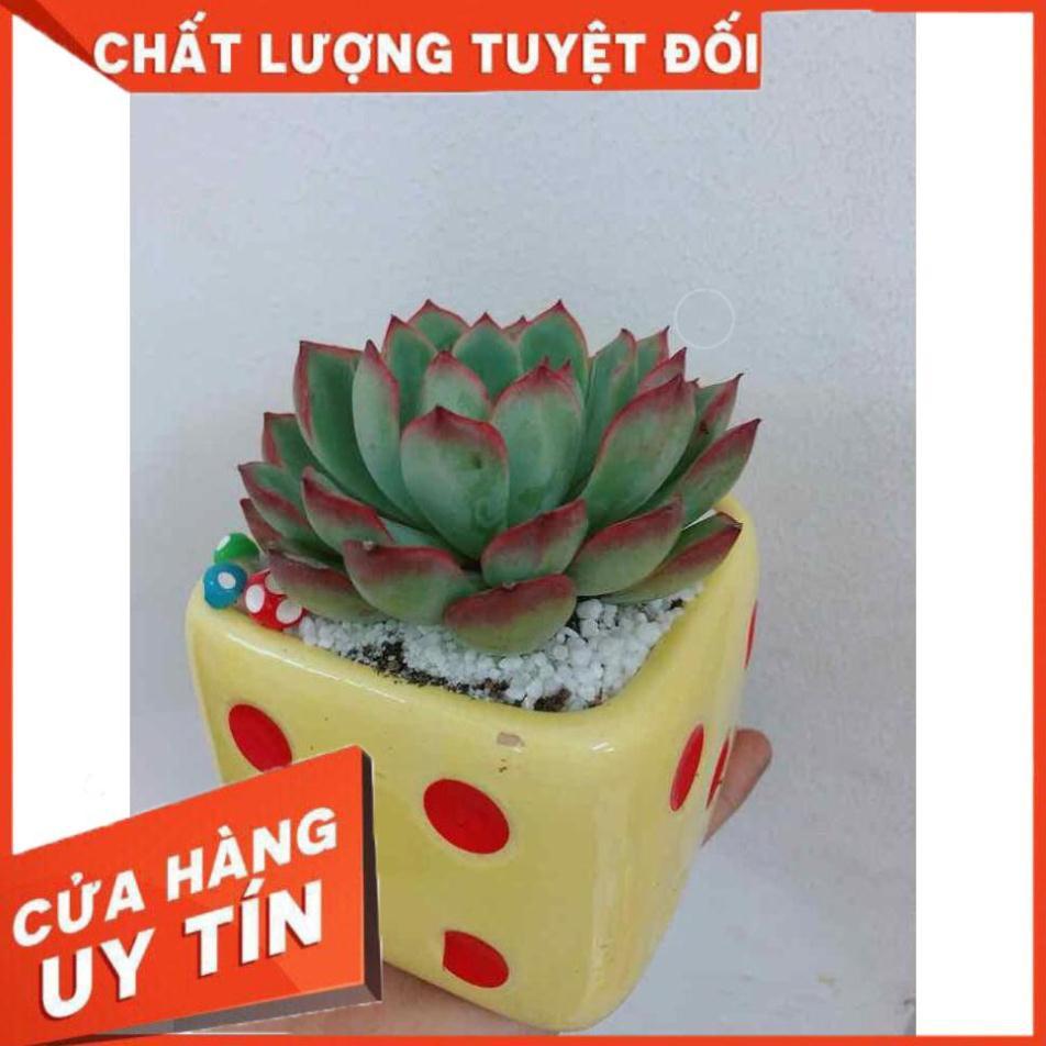 Chậu cây sen đá Nhiều Người Mua