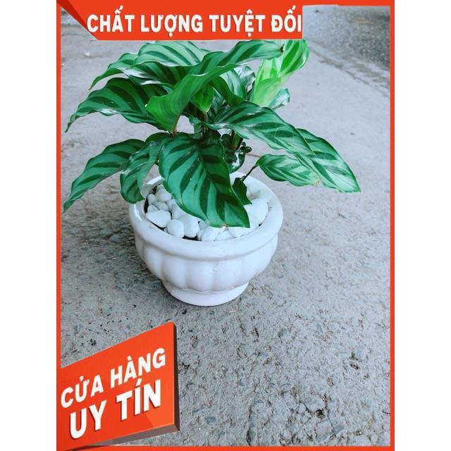Chậu Đuôi Công Xanh