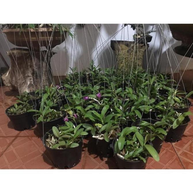 Hoa lan trầm tím điện biên