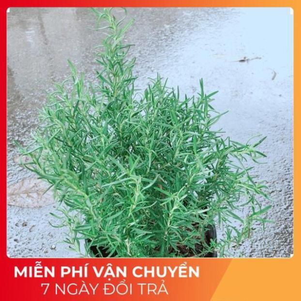 Hương Thảo Lớn