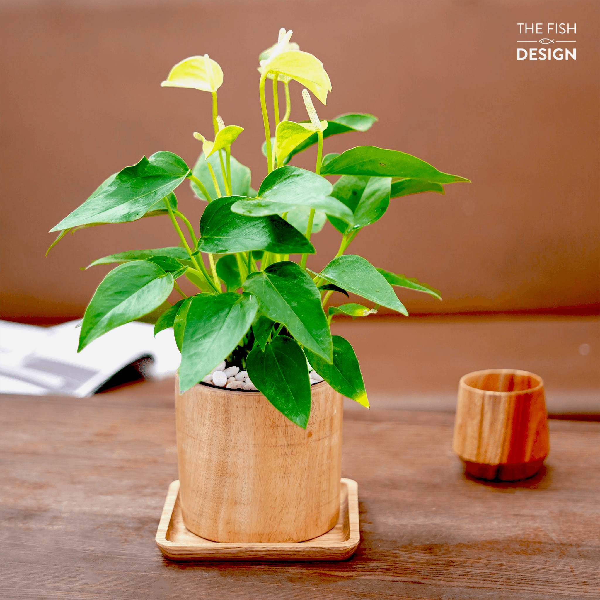 Chậu cây Hồng môn trắng mang đến may mắn, tươi mới, cầu phú quý, cầu bình an cho gia chủ mệnh Kim, Thuỷ, dễ sống, dễ chăm sóc | size L| The Fish Design