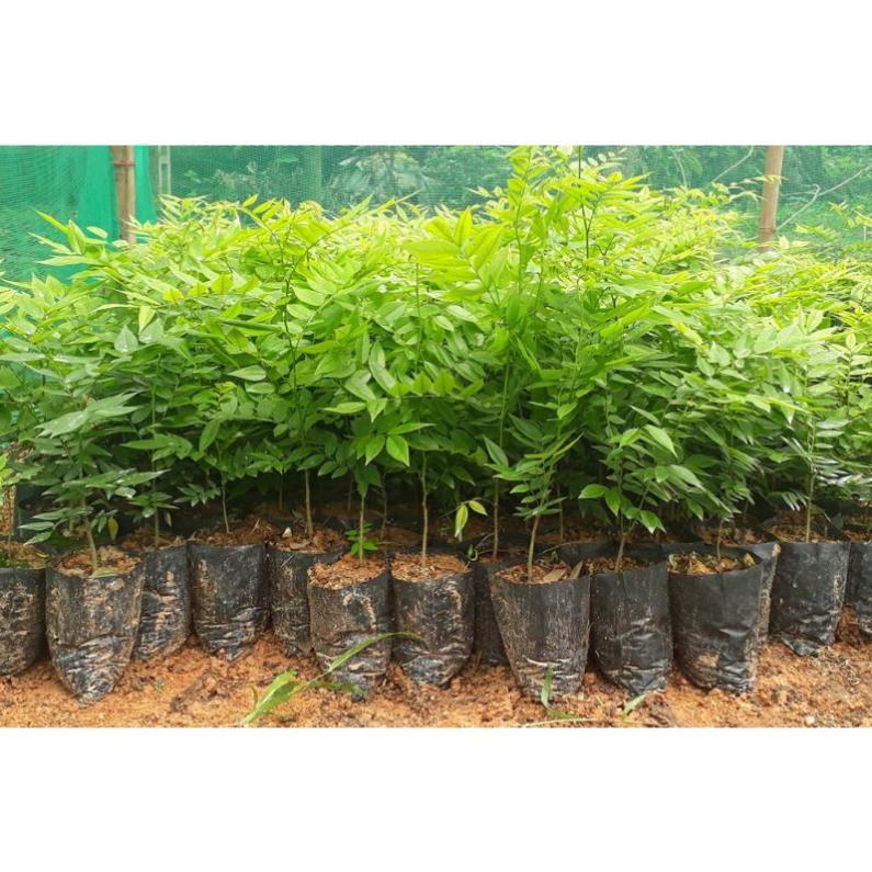 COMBO 10 CÂY SƯA ĐỎ