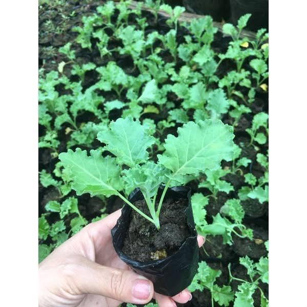 Hạt giống rau cải kale xoăn gói 20 hạt