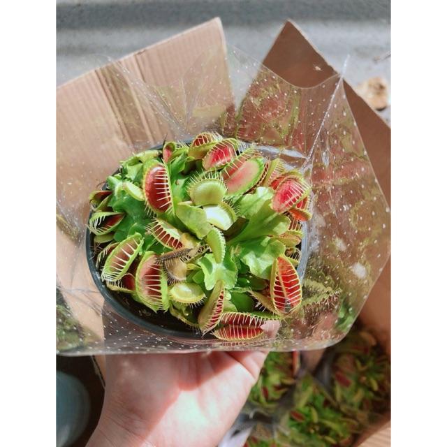 Cây Bẫy Kẹp Hàng Đẹp