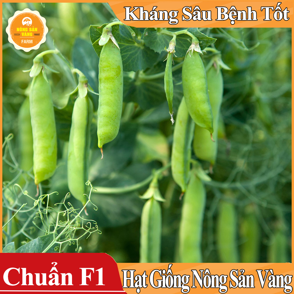 Hạt giống Đậu Hà Lan Xanh - Nông Sản Vàng