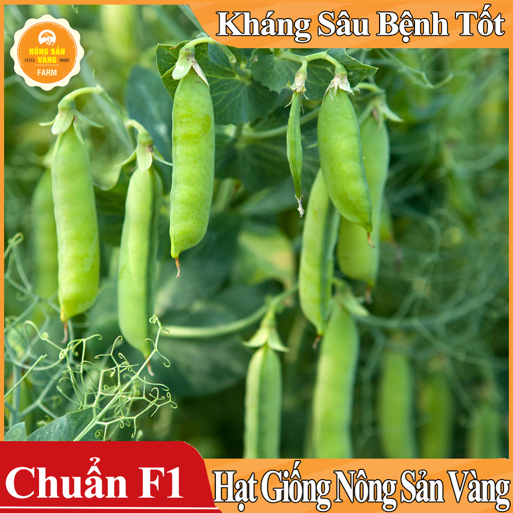 Hạt giống Đậu Hà Lan Xanh ( Gói 10 Gram ) - Nông Sản Vàng