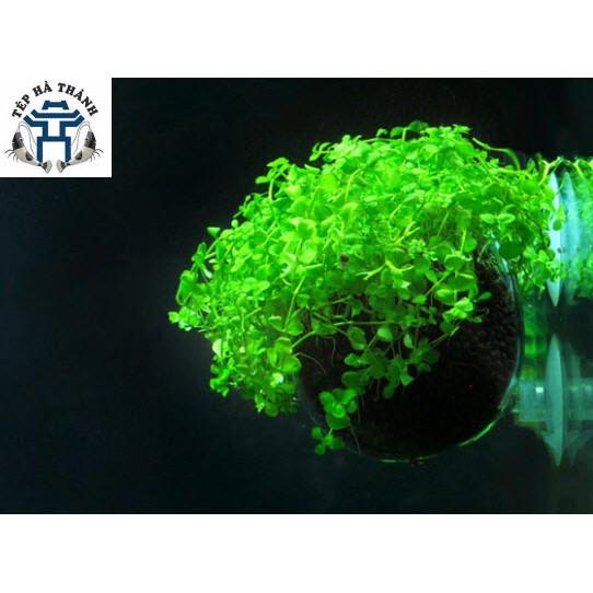 Cốc Trồng Cây Thủy Sinh - Trang Trí Bể Cá Cảnh, Bể Thủy Sinh