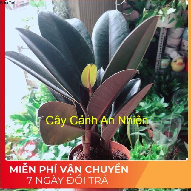 Cây Búp Đa Đỏ