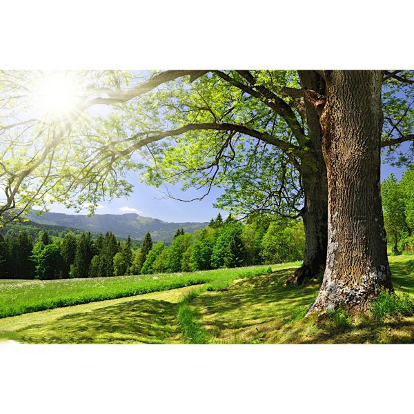 Tranh Treo Tường Phong Cảnh LN0413