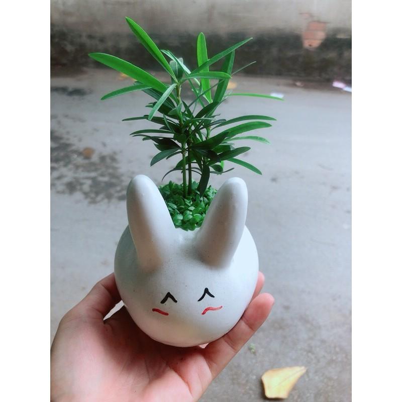Chậu Cây Tùng Vạn Niên