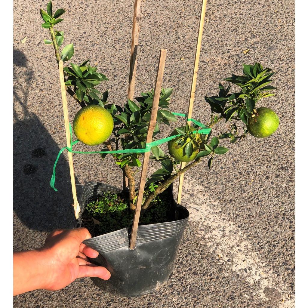 Cây Cam Mỹ đã cho trái