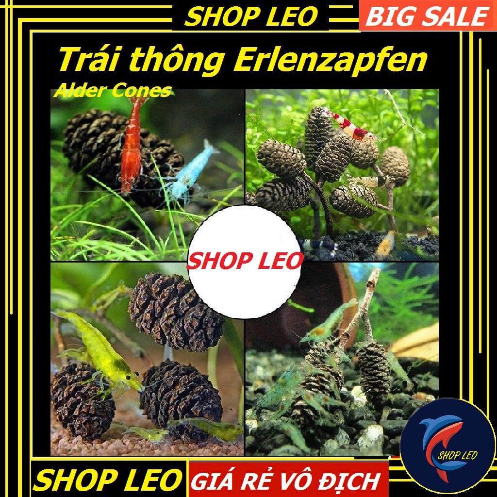 Trái thông khô Erlenzapfen - Trái Alder Cones cho tép cảnh-Bổ sung vitamin, tạo môi trường tự nhiên cho cá tép thuỷ sinh