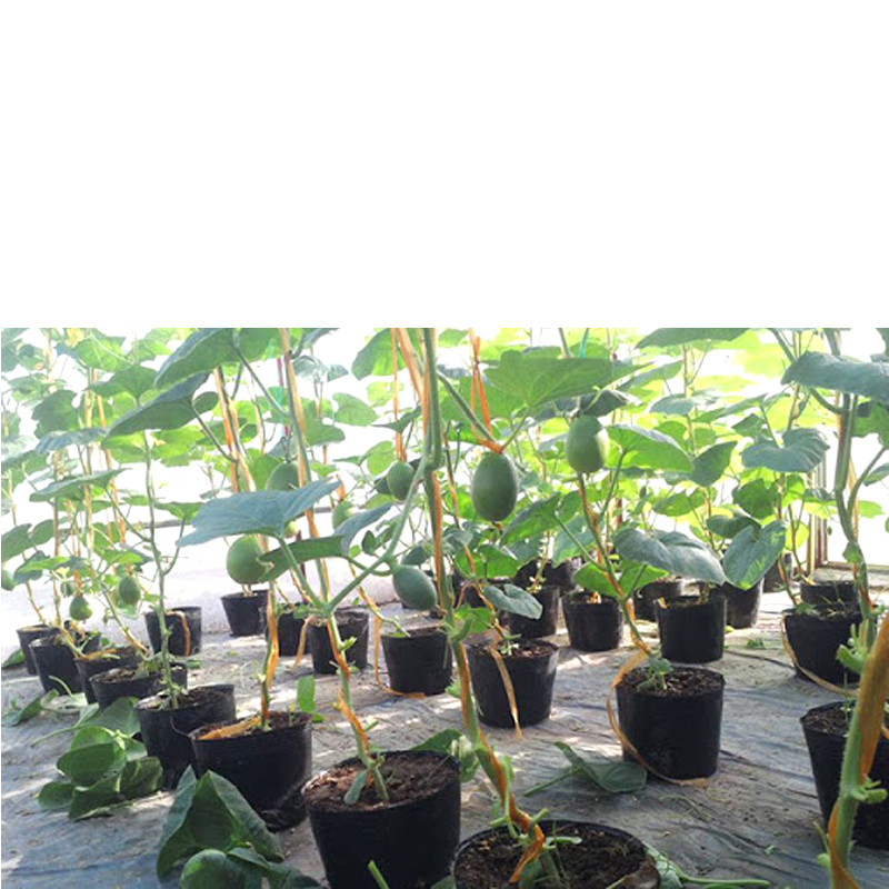 500 Chậu nhựa C8 19x16cm trồng cây ăn trái và hoa,bền 10 năm-77102