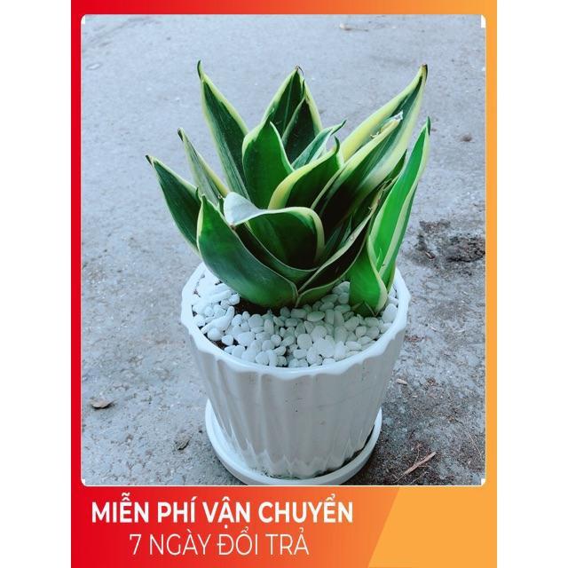 Chậu Lưỡi Hổ Thái