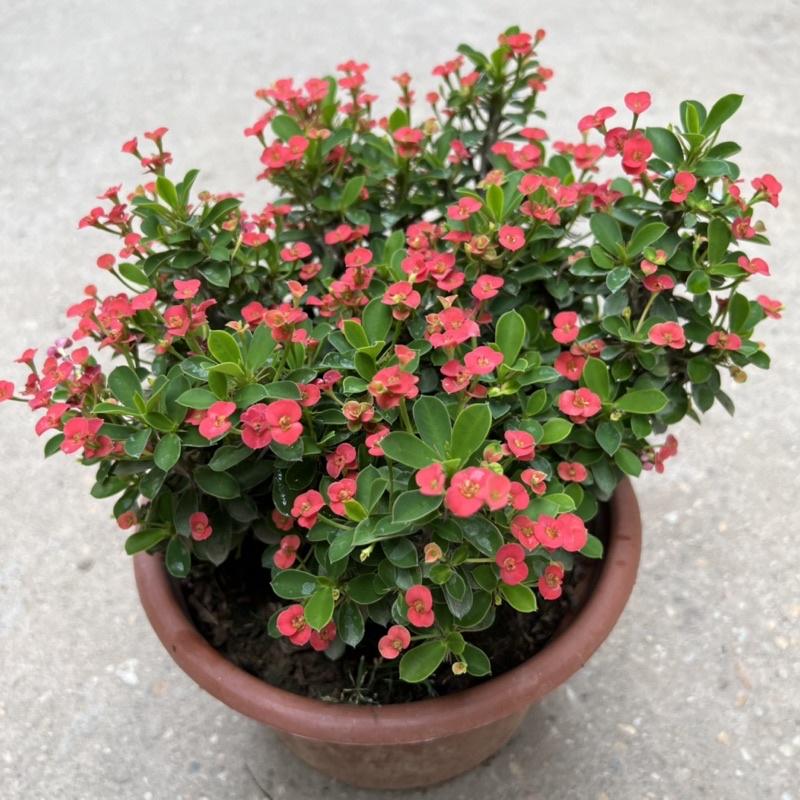 Cây xương rồng bát tiên hoa nhỏ bán kính 20cm, cây hoa nở quanh năm trang trí sân vườn, ban công