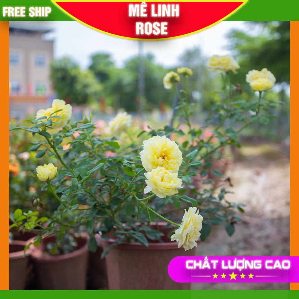 Hoa Hồng Ngoại Màu Trắng- Vàng Tươi Sáng Bông Nở To Mùi Hương Thơm Nhẹ