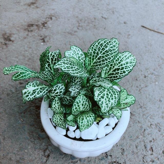Chậu Cẩm Nhung Xanh