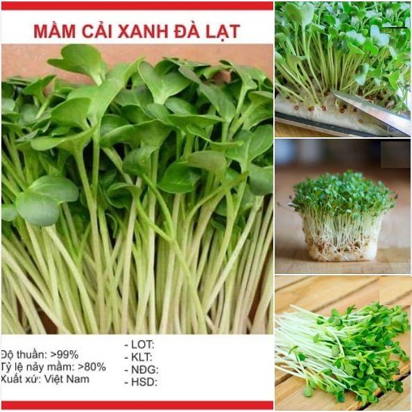 Hạt giống Mầm cải xanh đà lạt–Gói 50gram(nãy mầm đều,phát triển nhanh)