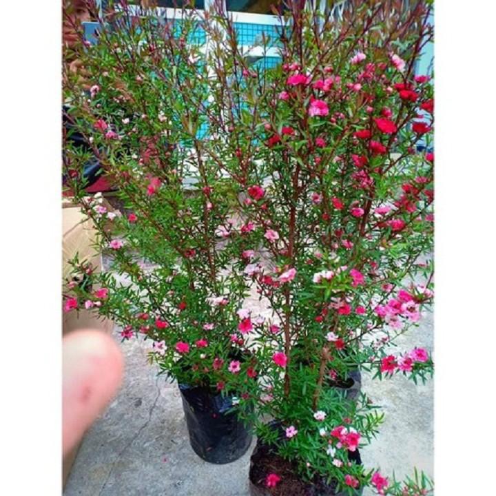 Cây tùng tuyết mai có hoa màu đổ, hồng, trắng, cây hoa trồng lâu năm dễ chăm sóc, cây có hoa đẹp, ra hoa vào dịp tết