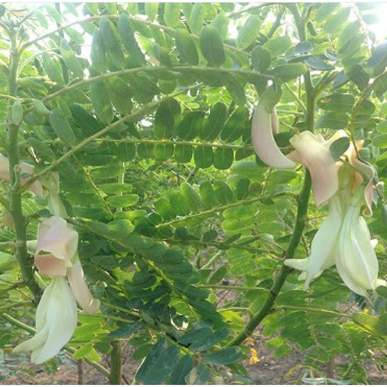 Hạt Giống Cây Bông So Đũa - Gói 50 Hạt - Tặng gói kích thích hạt nảy mầm