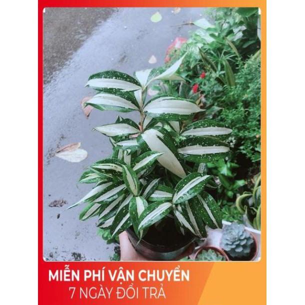 Trúc Nữ Hoàng
