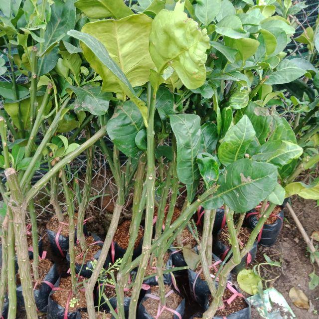 Cây giống bưởi da xanh chiết f1