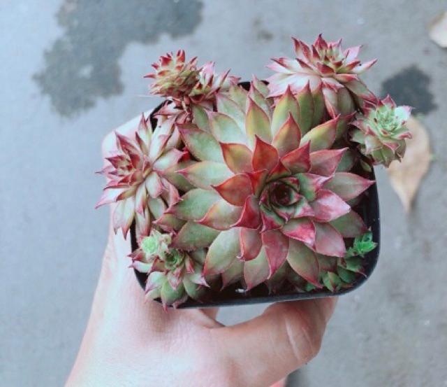 Sen Phật Bà Đỏ