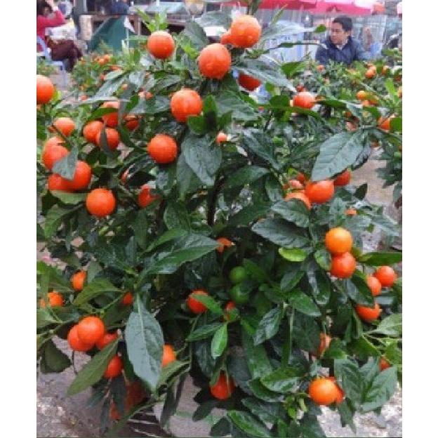 Hạt giống ớt kiểng quả tròn CT314 - Gói 30 hạt