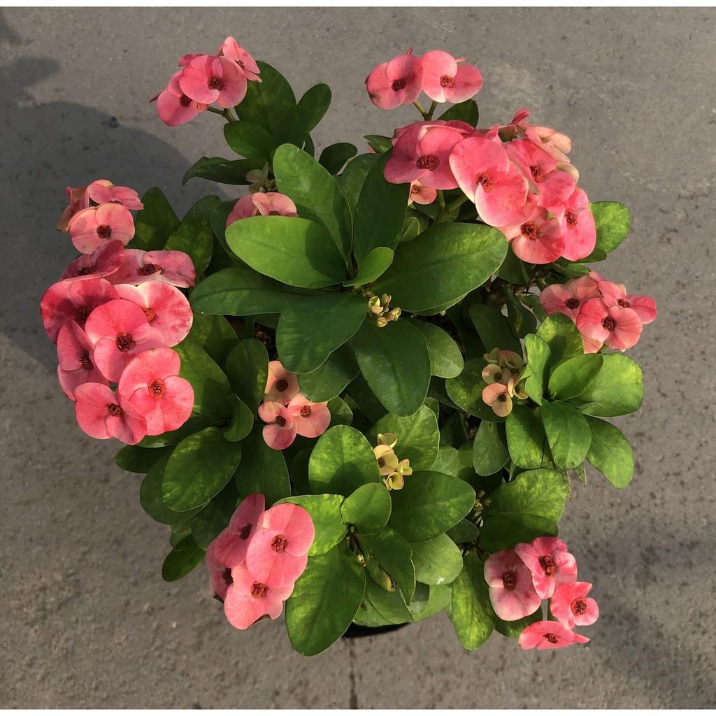 Cây xương Rồng Bát Tiên hoa màu hồng cao 50 cm