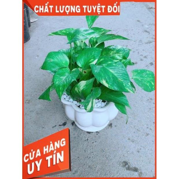 Chậu Trầu Bà Xanh