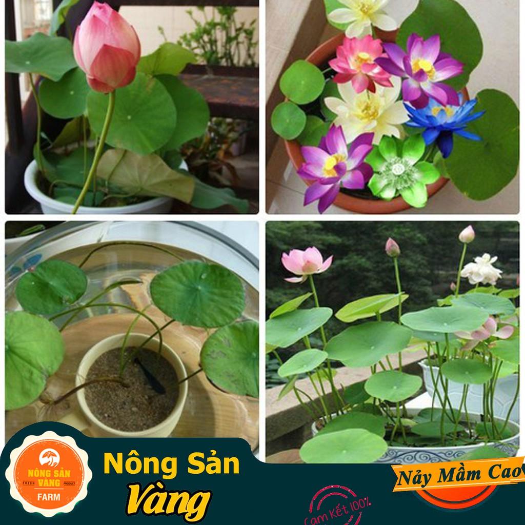 Hạt giống Hoa Sen Mini Nhật ( Màu Ngẫu Nhiên )