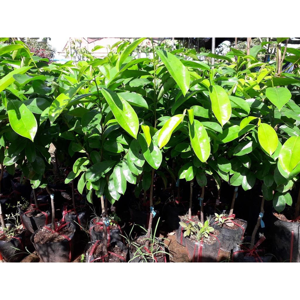 Cây giống Mãng cầu xiêm Thái TRỒNG CHẬU ()