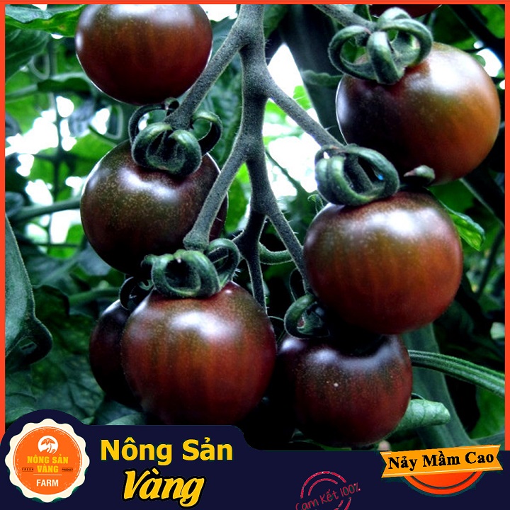 Hạt giống Cà Chua Bi Đen Chuẩn F1 - Nông Sản Vàng