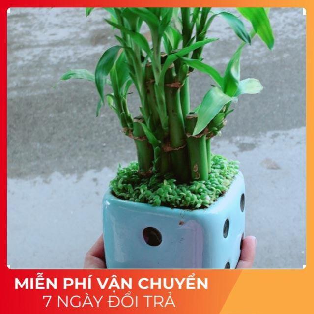 Chậu Trúc Phát Tài