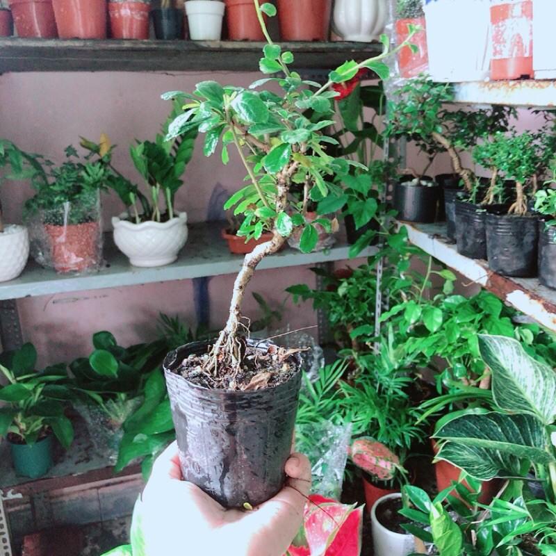 Trà Phúc Kiếng