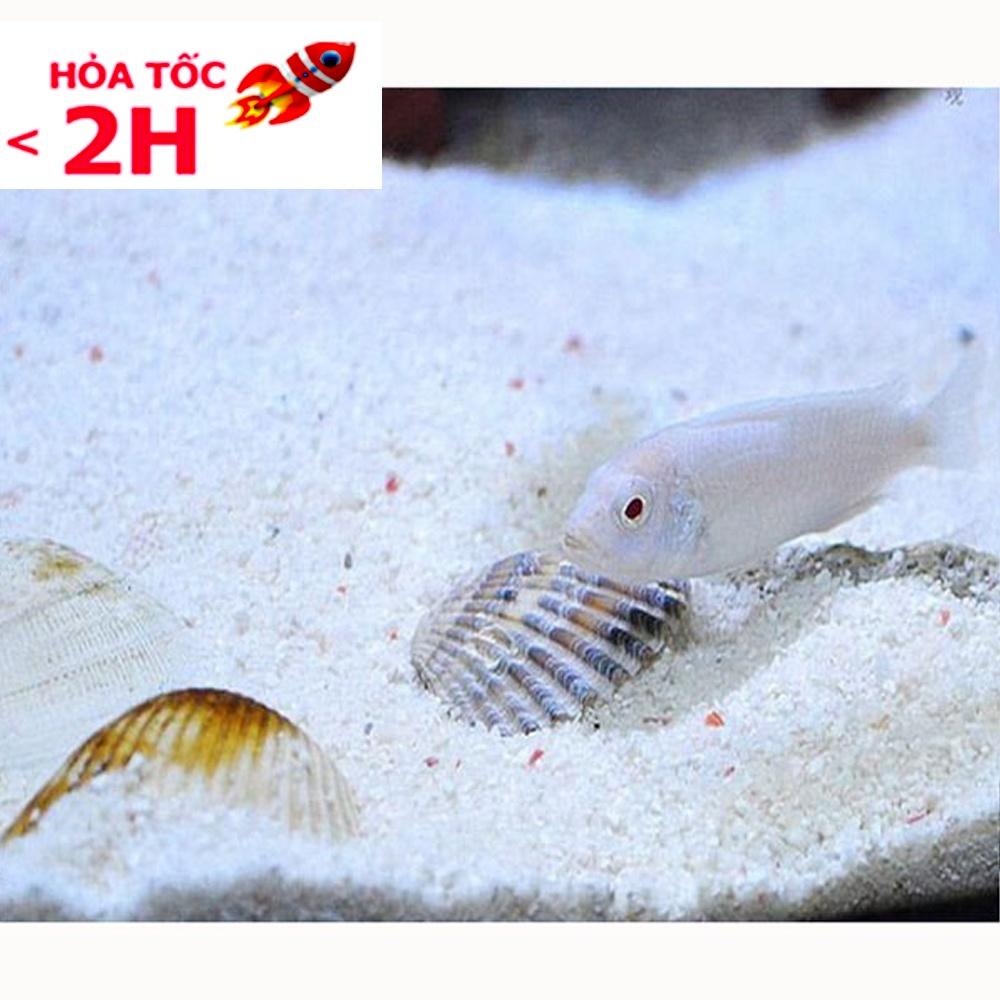 Cát Thạch Anh Trắng Chuyên Dùng để Trải Nền, Trang Trí Hồ Cá và Lọc Cặn