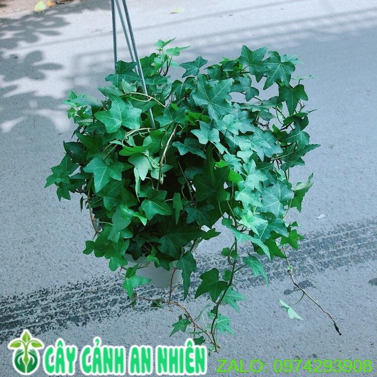 Chậu Cây Thường Xuân