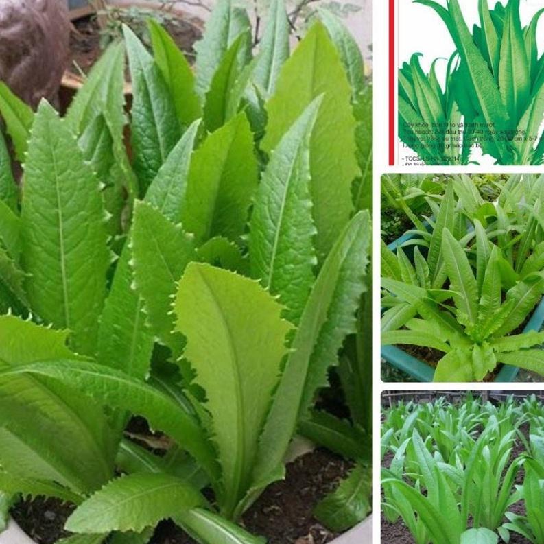 Combo 2 gói Hạt Giống Rau Diếp Thơm Đặc Biệt-gói  5Gram-tặng kèm gói phân bón lót