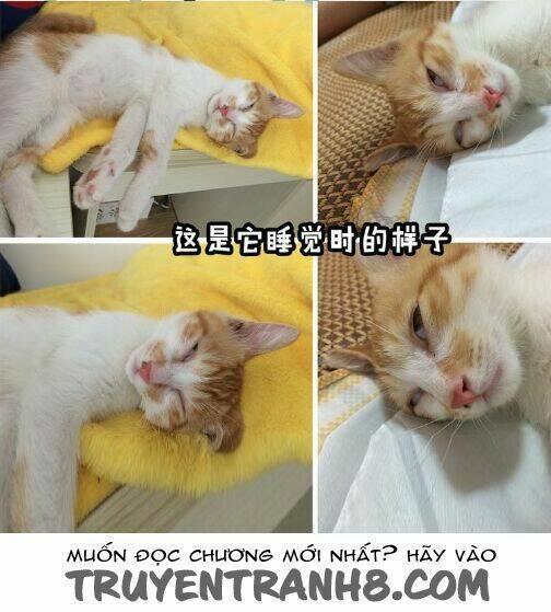 đại thánh và tiểu yêu chapter 7 14