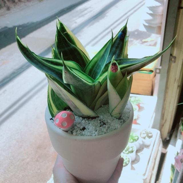 Chậu lưỡi hổ nấm hồng