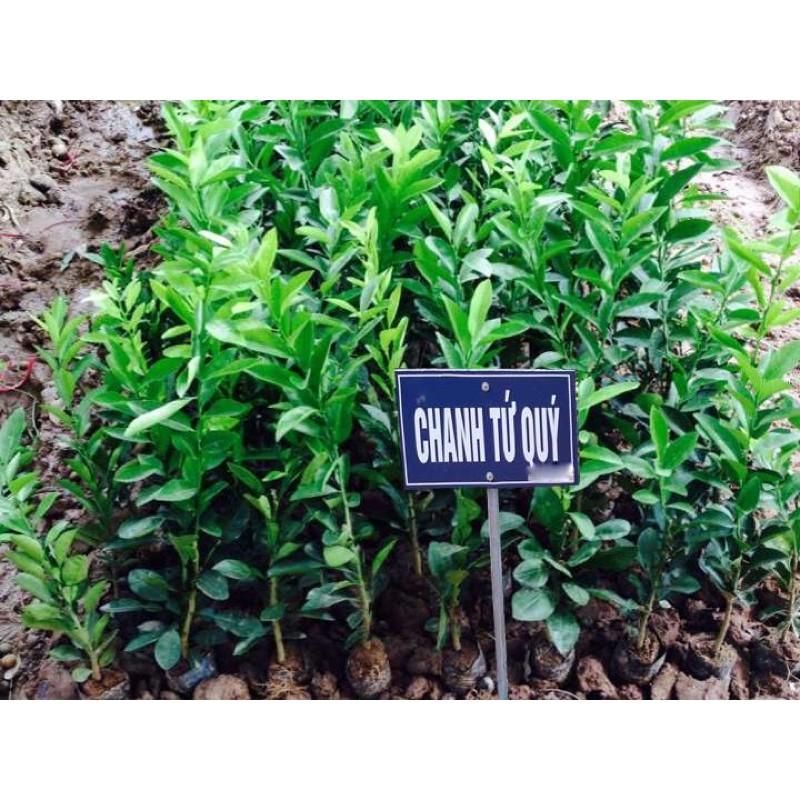 cây chanh tứ quý giống cao 60cm