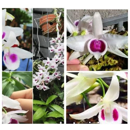 Phi điệp tím phú thọ hàng gieo hạt - PDTPTHGH