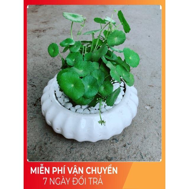 Chậu Cỏ Đồng Tiền